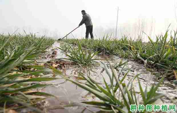 小麦什么时间浇过冬水？